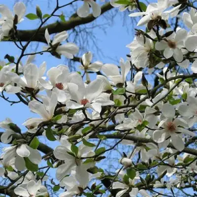 Магнолия АЛЬБА СУПЕРБА в Слониме