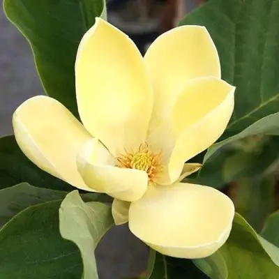 Магнолия ЕЛЛОУ ЛАНТЕРН в Слониме