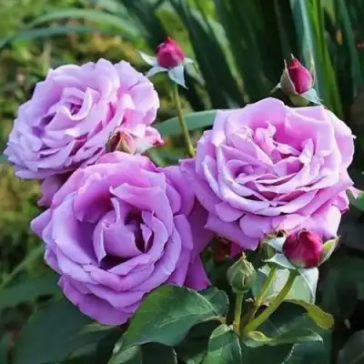 Роза ШАРЛЬ ДЕ ГОЛЛЬ чайно-гибридная в Слониме