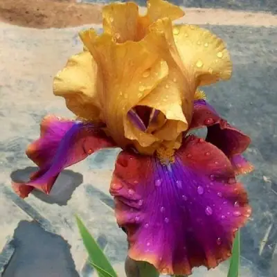 Ирис ГАЛА МАДРИД бородатый в Слониме