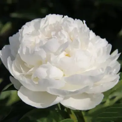 Пион СНЕЖНАЯ КРЕПОСТЬ древовидный в Слониме