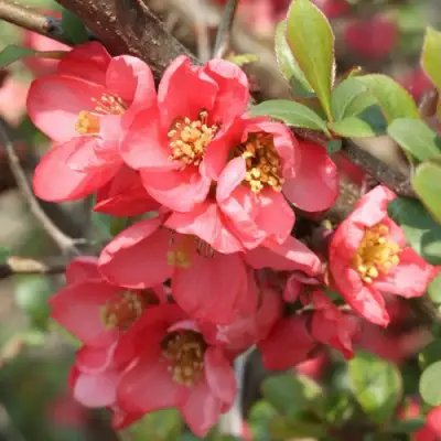 Айва ПИНК КВИН в Слониме