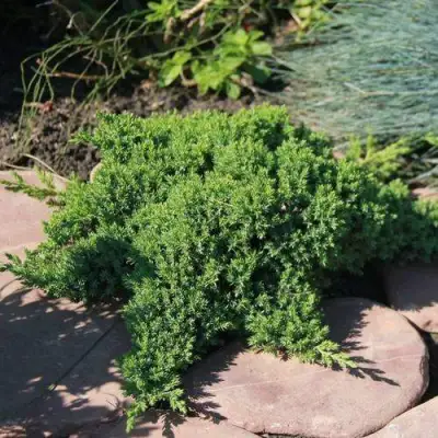 Можжевельник АВАСИ лежачий  в Слониме