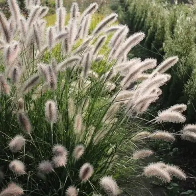 Пеннисетум ЛЕДИ Ю в Слониме