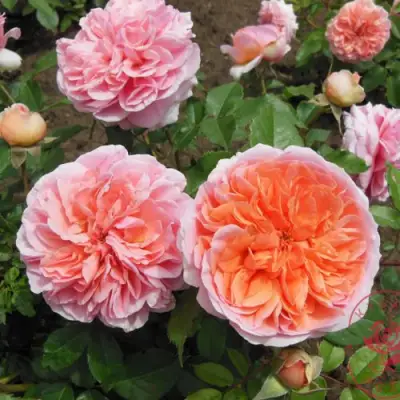 Роза ЧИППЕНДЕЙЛ чайно-гибридная в Слониме