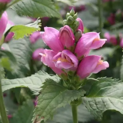 Хелоне КОСАЯ в Слониме