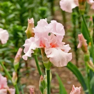 Ирис ПИНК ХОРАЙЗОН бородатый в Слониме