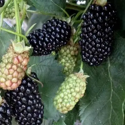 Ежевика ПРАЙМ АРК ФРИДОМ ремонтантная  в Слониме