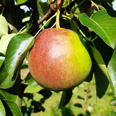 Груша КУПАЛА в Слониме