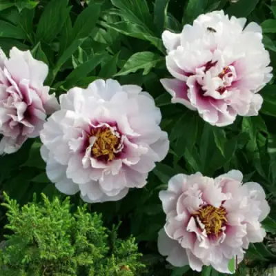 Пион КОРА ЛУИЗА ито-гибрид в Слониме