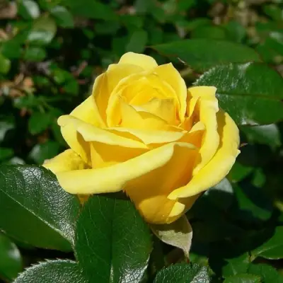 Роза ПАПИЛОН чайно-гибридная в Слониме