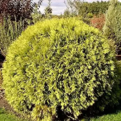 Туя ГЛОБОЗА АУРЕА западная в Слониме