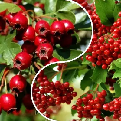 Комплект БУДЬ ЗДОРОВ в Слониме