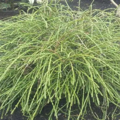 Туя ФИЛИФОРМИС   в Слониме