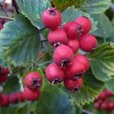 Боярышник АРНОЛЬДА в Слониме