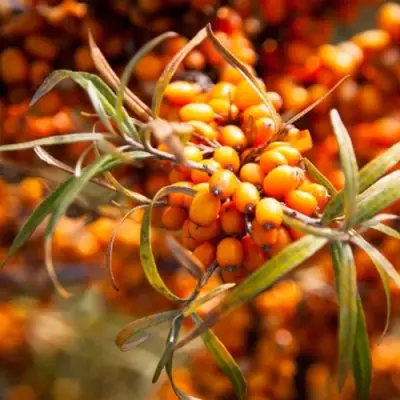 Облепиха ФИНСКАЯ в Слониме