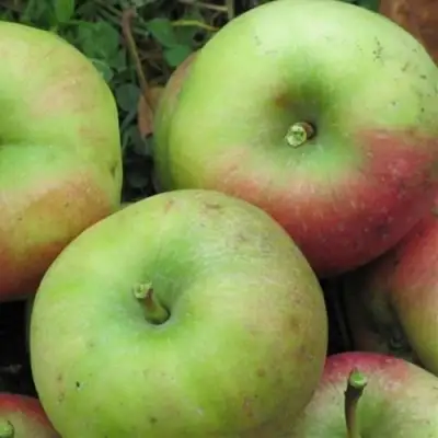 Яблоня ПАМЯТЬ СИКОРЫ в Слониме