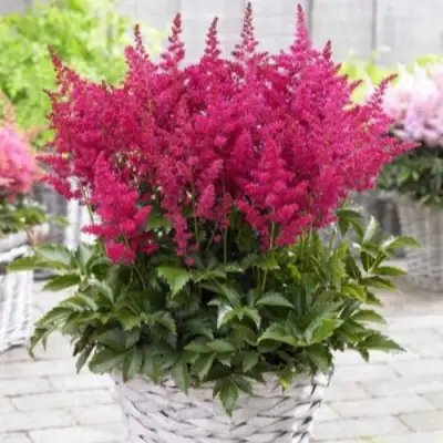 Астильба ЛАКИ ДЕЙ Арендса в Слониме