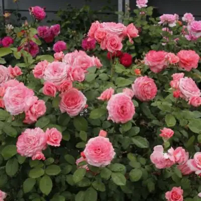 Роза ИНСТИТУТ ЛЮМЬЕР шраб в Слониме