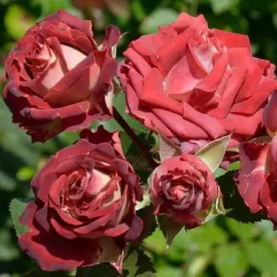 Роза ТИРАМИСУ спрей в Слониме