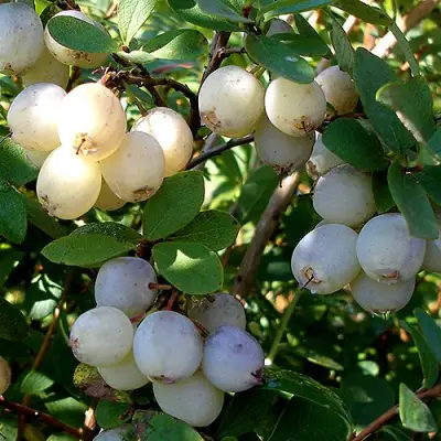 Голубика СНЕГУРОЧКА в Слониме