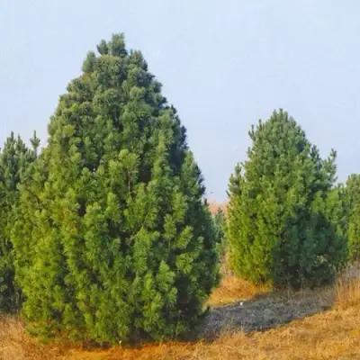 Сосна черная ПИРАМИДАЛИС в Слониме