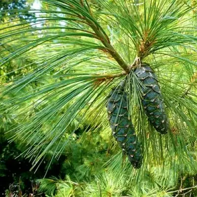 Сосна гриффита в Слониме