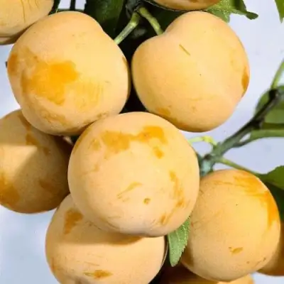 Слива РЕНКЛОД ранний в Слониме