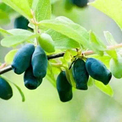 Жимолость съедобная АМФОРА в Слониме