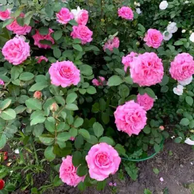 Роза ЭШЛИ чайно-гибридная в Слониме