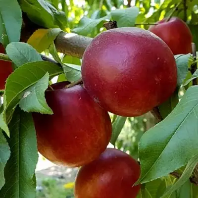 Нектарин ФАНТАЗИЯ в Слониме