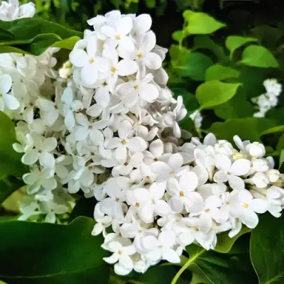 Сирень МАЛЕНЬКИЙ ПРИНЦ в Слониме