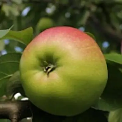 Яблоня СОКОЛОВСКОЕ стелющаяся в Слониме