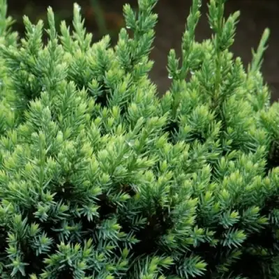 Можжевельник ХОЛГЕР чешуйчатый в Слониме