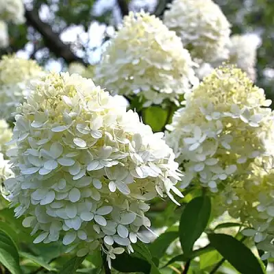 Гортензия БОМБШЕЛ метельчатая в Слониме