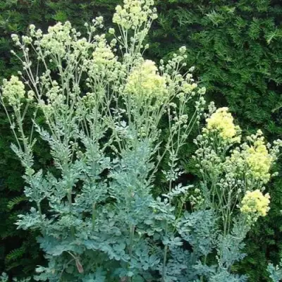 Василистник ГЛАУКУМ желтый в Слониме