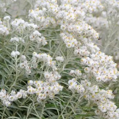 Анафалис ЖЕМЧУЖНЫЙ в Слониме