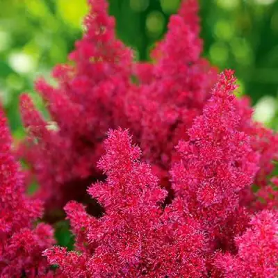 Астильба КОБЛЕНЦ японская в Слониме