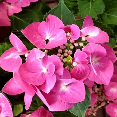 гортензия таубе