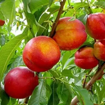 Нектарин ХАРБЛЕЙЗ в Слониме