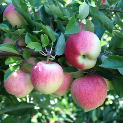 Яблоня ГРУШОВКА МОСКОВСКАЯ в Слониме