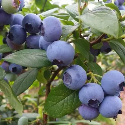 Голубика БЛЮГОЛД в Слониме