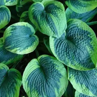 Хоста ТОКУДАМА ФЛАВОЦИРЦИНАЛИС гибридная в Слониме