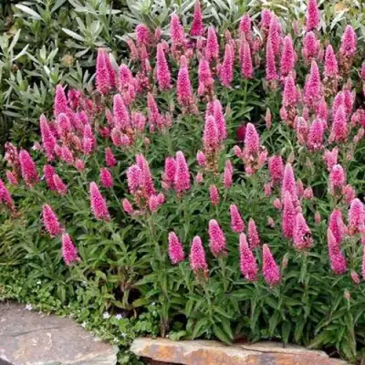 Вероника РОЗЕА колосковая в Слониме