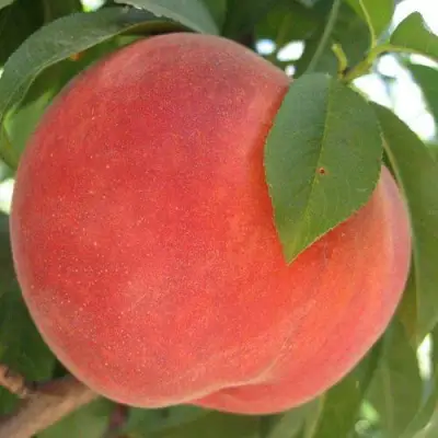 Персик МАЙСКИЙ ЦВЕТОК в Слониме