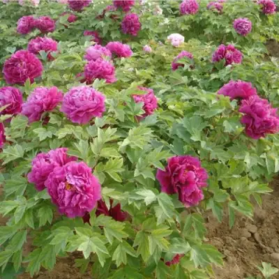 Пион КИТАЙСКИЙ ШЕЛК травянистый в Слониме