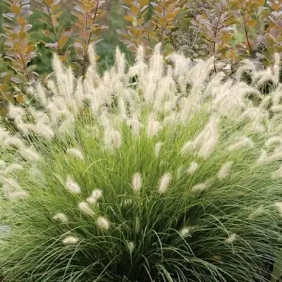 Пеннисетум ХАМЕЛН в Слониме