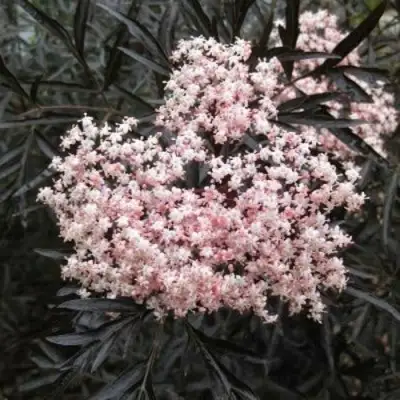 Бузина черная БЛЭК ЛЕЙС ЕВА в Слониме