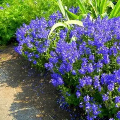 Вероника РОЯЛ БЛЮ большая в Слониме