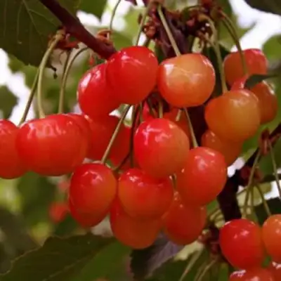 Черешня ДОНЧАНКА в Слониме